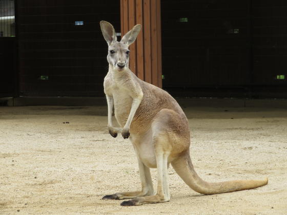 アカカンガルーのチェリー（♀）が死亡しました。