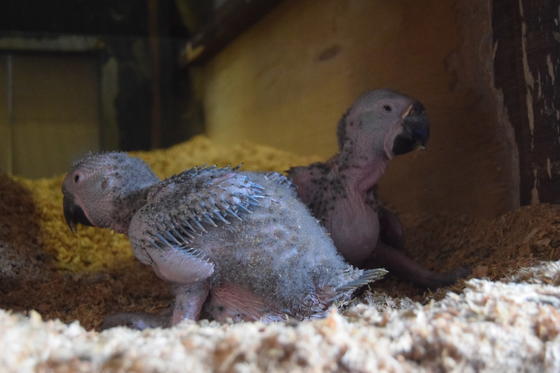 ヒワコンゴウインコが繁殖しました!!