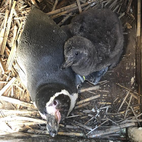 フンボルトペンギンが繁殖しました!!