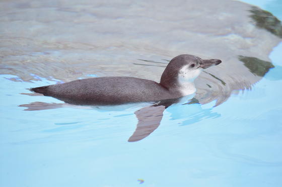 フンボルトペンギン（性別不明・11ヶ月）が死亡しました。