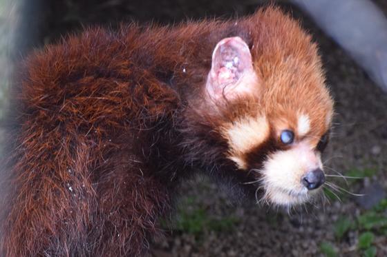 レッサーパンダの緑之介（リュウノスケ♂・19歳）が死亡しました。