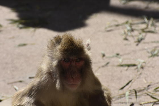 ニホンザルのコロナ（♀・4歳）が死亡しました。