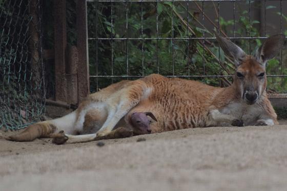 アカカンガルーの赤ちゃんが顔を出しました!!