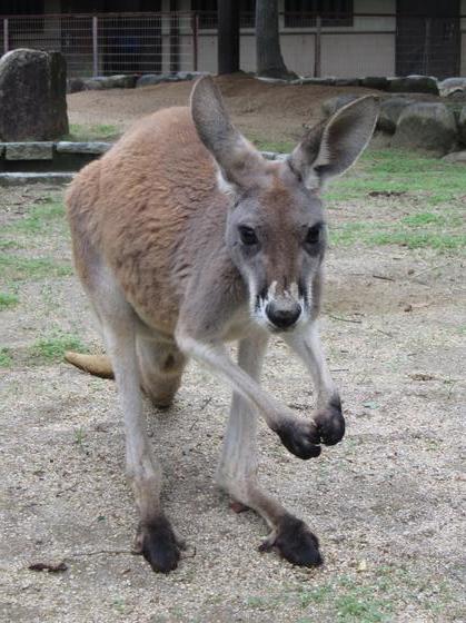 アカカンガルーのオレンジ（♀）が死亡しました。