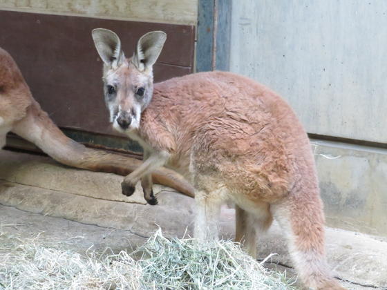 アカカンガルーのレモン（♂）が死亡しました。