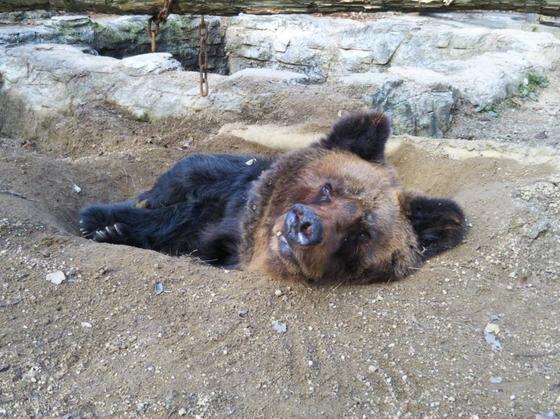 ヒグマのピリカ（♀・31歳）が死亡しました。