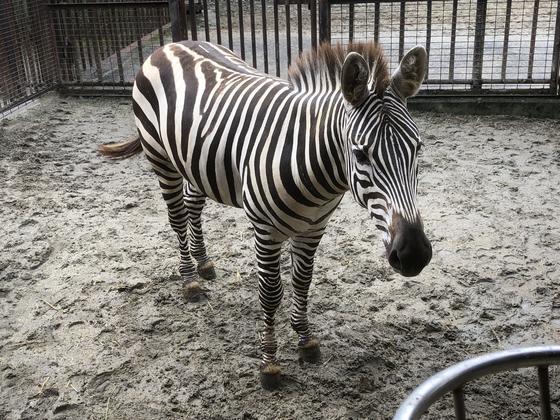 グラントシマウマのレン（♂・2歳）が死亡しました。