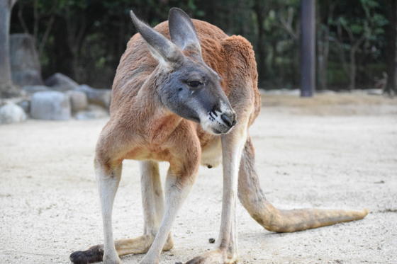 アカカンガルーのピピン（♂・6歳）が死亡しました。