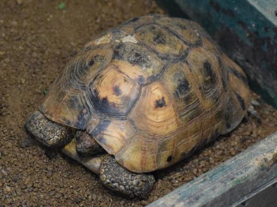 ギリシャリクガメのメディ（♂）が死亡しました。