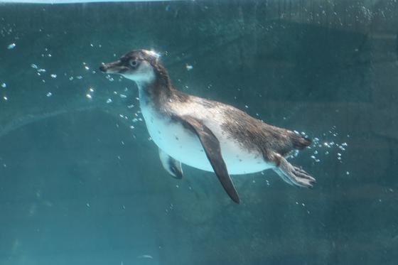 フンボルトペンギンが繁殖しました！！