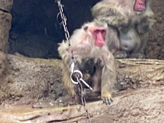 ニホンザルの赤ちゃんが生まれました！