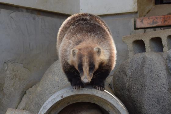 ニホンアナグマのグー（♀）が死亡しました。