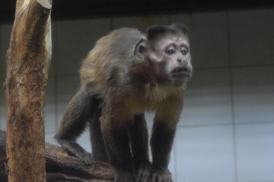 フサオマキザルのクリッパー（♂）が死亡しました。