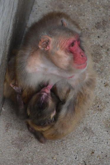 ニホンザルの赤ちゃんが生まれました！