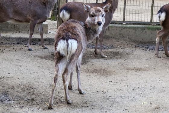 キュウシュウジカのなつみが死亡しました。