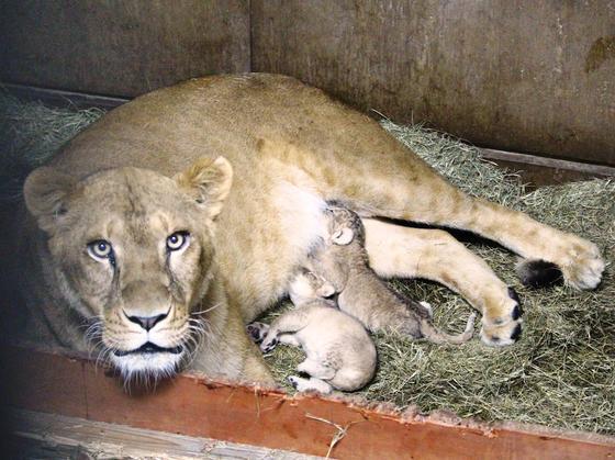 ライオンの赤ちゃんが生まれました 動物の出産 死亡のお知らせ 動物紹介 動物情報 愛媛県立とべ動物園