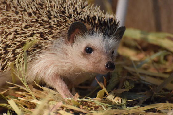 ホシハジロとヨツユビハリネズミのここあが死亡しました。