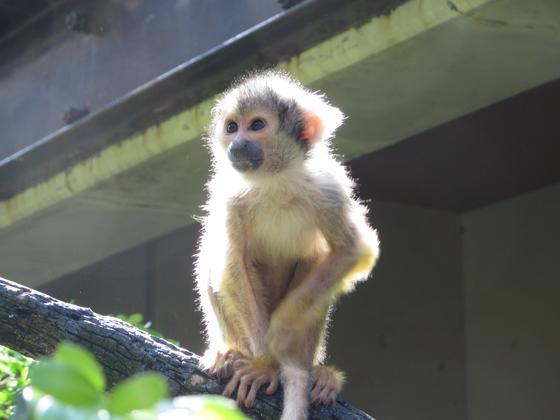 ボリビアリスザルのミルが死亡しました 動物の出産 死亡のお知らせ 動物紹介 動物情報 愛媛県立とべ動物園