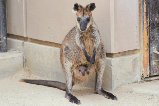 オグロワラビーのメル チャップマンシマウマのヨンが死亡しました 動物の出産 死亡のお知らせ 動物紹介 動物情報 愛媛県立とべ動物園