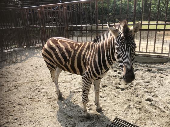 オグロワラビーのメル チャップマンシマウマのヨンが死亡しました 動物の出産 死亡のお知らせ 動物紹介 動物情報 愛媛県立とべ動物園