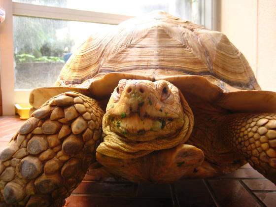 ケヅメリクガメのバムが死亡しました。