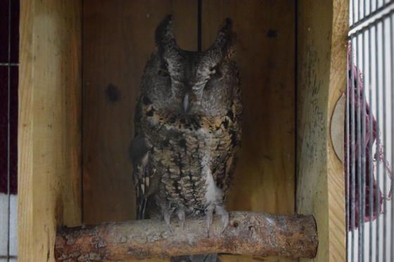 オオコノハズクのモカ（♂）が死亡しました。