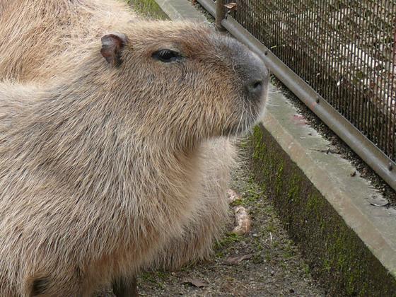 カピバラのかん太（♂）が死亡しました。