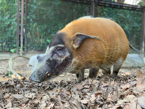 アカカワイノシシのヒカリ（♂）が死亡しました。