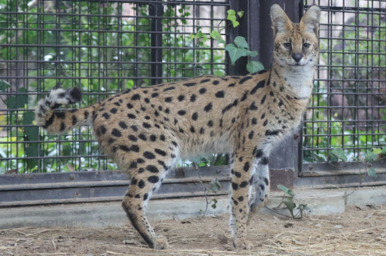 サーバルのブイ(♂)が死亡しました。