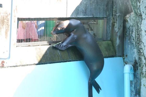 カリフォルニアアシカのナナミ（♀）とオオハクチョウのハク（♂）が死亡しました。