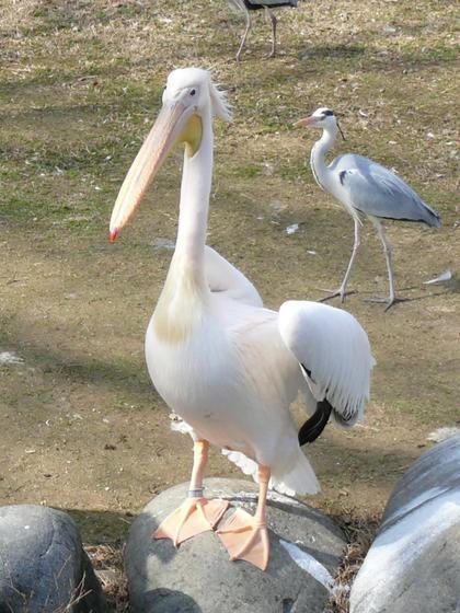 モモイロペリカンのウッディ（♀）が死亡しました。