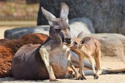 アカカンガルーのグレープ（♀）が死亡しました。