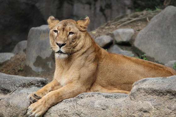 ライオンのデージー とホンドギツネのゴン が死亡しました 動物の出産 死亡のお知らせ 動物紹介 動物情報 愛媛県立とべ動物園