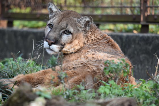 ピューマのインティ（♂）が死亡しました。