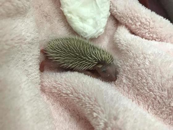 ヨツユビハリネズミの赤ちゃんが誕生しました！