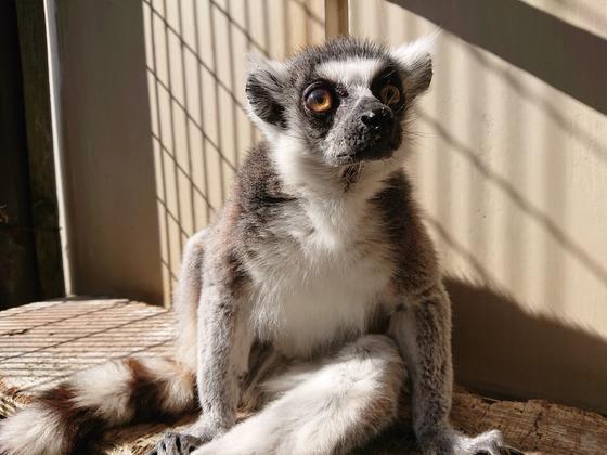 ワオキツネザルのピーター（♀）が死亡しました。