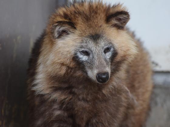 ホンドタヌキのミルク（♀）とマガモ（♂）が死亡しました。