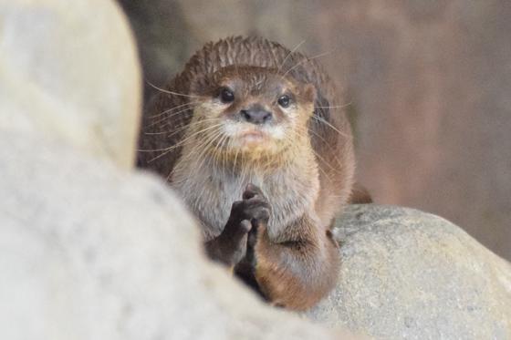 コツメカワウソのマサ（♀）とカリフォルニアアシカのソラ（♀）が死亡しました。