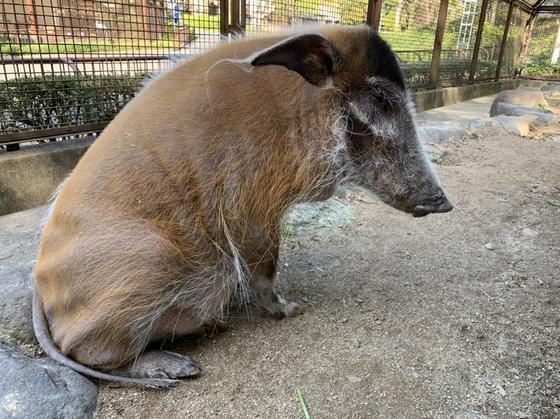 アカカワイノシシのフウ（♀）が死亡しました。