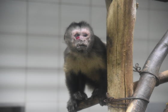 フサオマキザルのブブ（♂）が死亡しました。