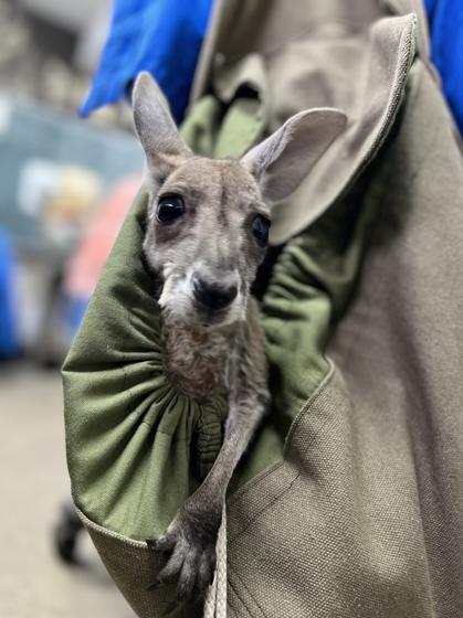 アカカンガルーの赤ちゃんが育っています。