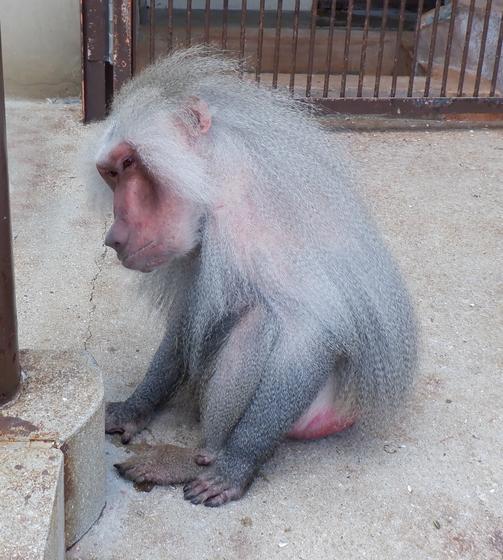 マントヒヒのバブ（♂）が死亡しました。