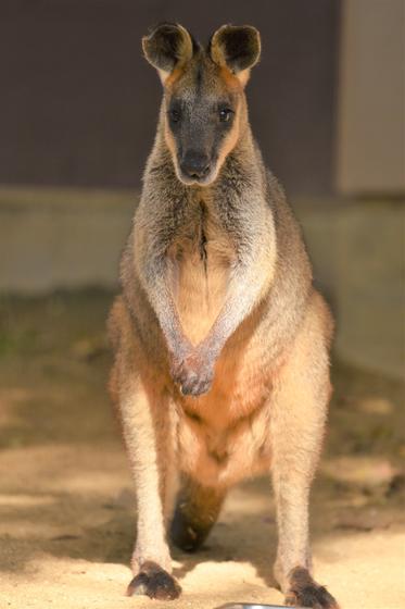 アカカンガルーのスズ（♀）とオグロワラビーのテンマ（♂）が死亡しました。