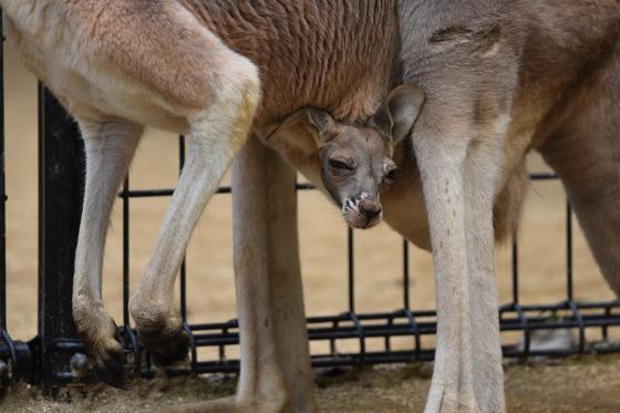 アカカンガルーの赤ちゃんが顔を出しました！