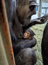 チンパンジーの赤ちゃんが生まれました！
