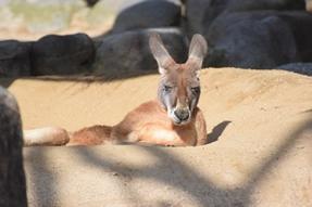 アカカンガルーのエンニチ（♂）が死亡しました。