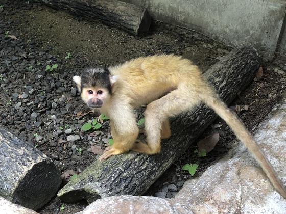 ボリビアリスザルのポポ（♂）が死亡しました。