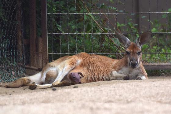 アカカンガルーのあ～（♂）が死亡しました。