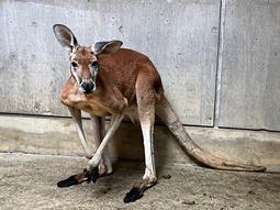 アカカンガルーのジャック（♂）が死亡しました。