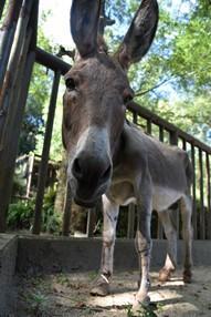 ロバのショウ（♂）が死亡しました。